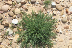 Mesembryanthemum junceum