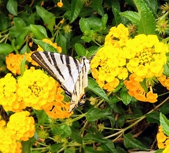 Iphiclides podalirius