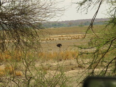 Struthio camelus australis