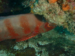 Priacanthus hamrur