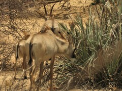 Hippotragus equinus equinus