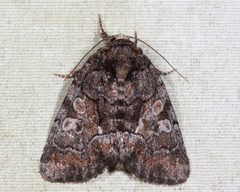 Chytonix sensilis
