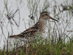 Calidris falcinellus