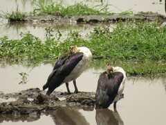 Sarkidiornis melanotos
