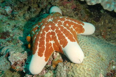 Choriaster granulatus