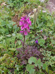 Pedicularis anthemifolia