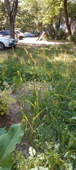 Setaria verticillata