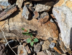 Spiraea morrisonicola