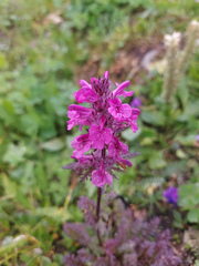 Pedicularis anthemifolia