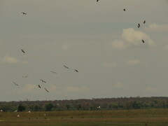 Pelecanus onocrotalus