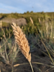 Hordeinae