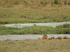 Vanellus crassirostris