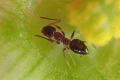 Nylanderia