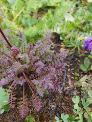 Pedicularis anthemifolia