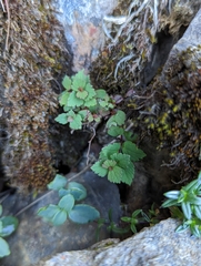 Spiraea morrisonicola