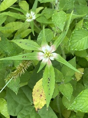Euphorbia schiedeana