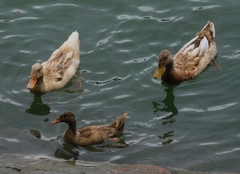 Anas platyrhynchos domesticus