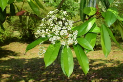 Photinia serratifolia