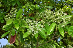 Photinia serratifolia