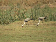 Bugeranus carunculatus
