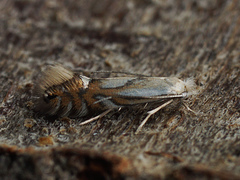 Phyllonorycter rajella