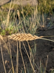 Hordeinae