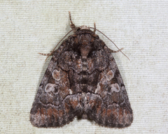 Chytonix sensilis