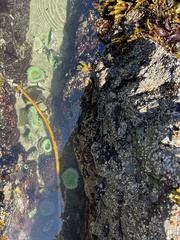 Anthopleura xanthogrammica