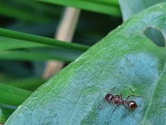 Myrmica