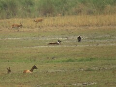 Trigonoceps occipitalis