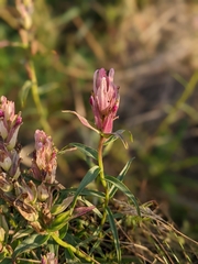 Castilleja raupii