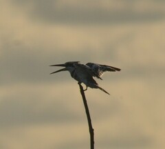 Ceryle rudis rudis