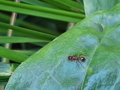 Myrmica