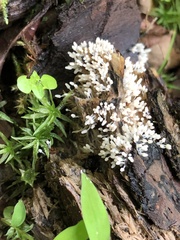 Arcyria cinerea