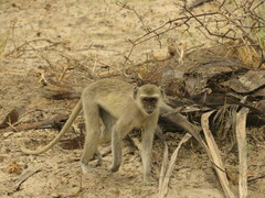Chlorocebus cynosuros