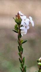 Leucopogon microphyllus