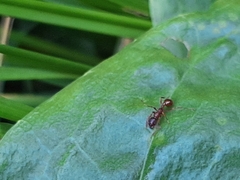 Myrmica