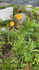 Coreopsis lanceolata