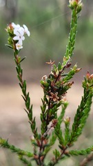 Leucopogon microphyllus