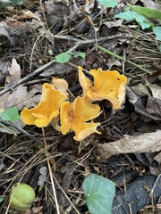 Cantharellus lateritius