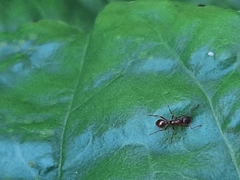 Myrmica
