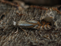 Phyllonorycter rajella