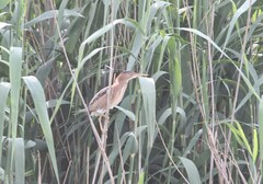 Ixobrychus minutus payesii