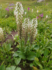 Lagotis integrifolia