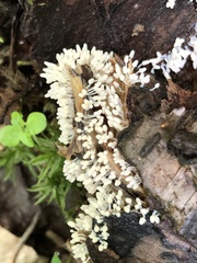Arcyria cinerea