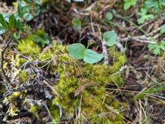 Neottia morrisonicola