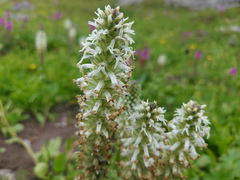 Lagotis integrifolia