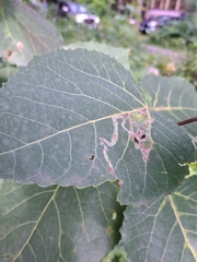 Phyllocnistis populiella