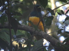 Trogon rufus