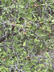 Sarcomphalus obtusifolius